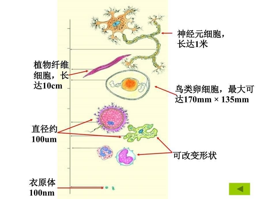 人教版教学课件云南省西盟佤族自治县第一中学高一生物第二章 细胞的基本形态结构与功能课件_第5页