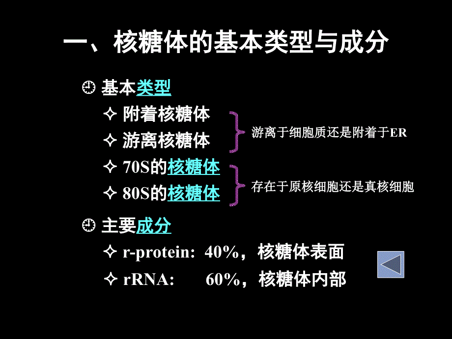 细胞生物学 11-核糖体_第4页