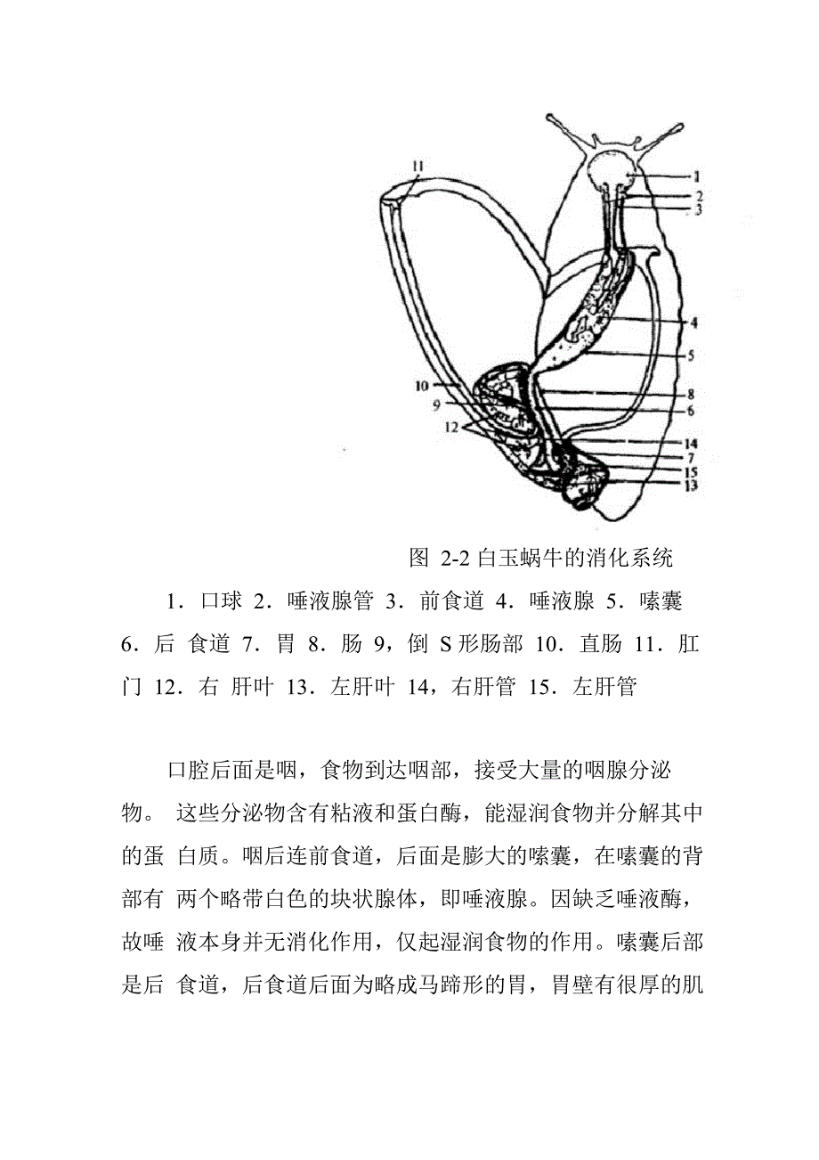 白玉蜗牛的体内构造_第2页