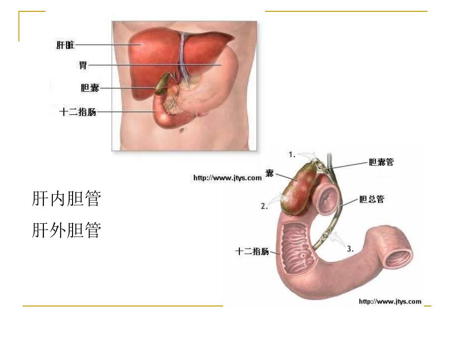 胆道疾病病人的护理_第4页