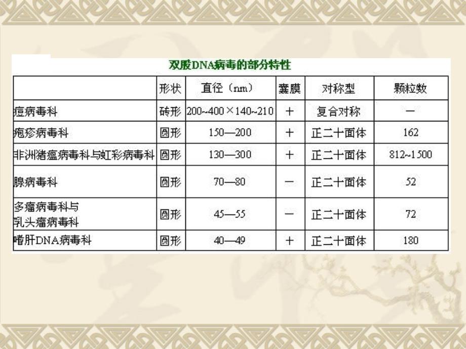 《兽医微生物学教学课件》13.dna病毒_第2页