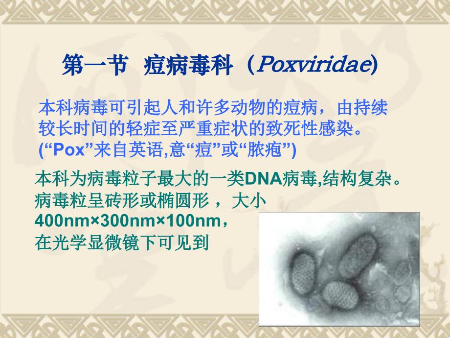 《兽医微生物学教学课件》13.dna病毒_第3页