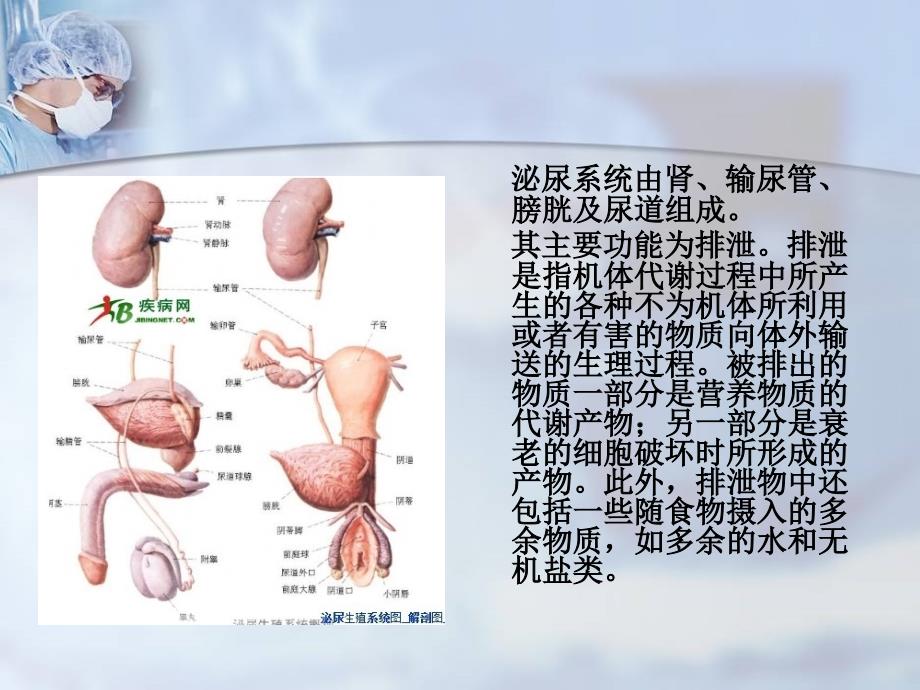 肾损伤病人的护理PPT课件_第2页