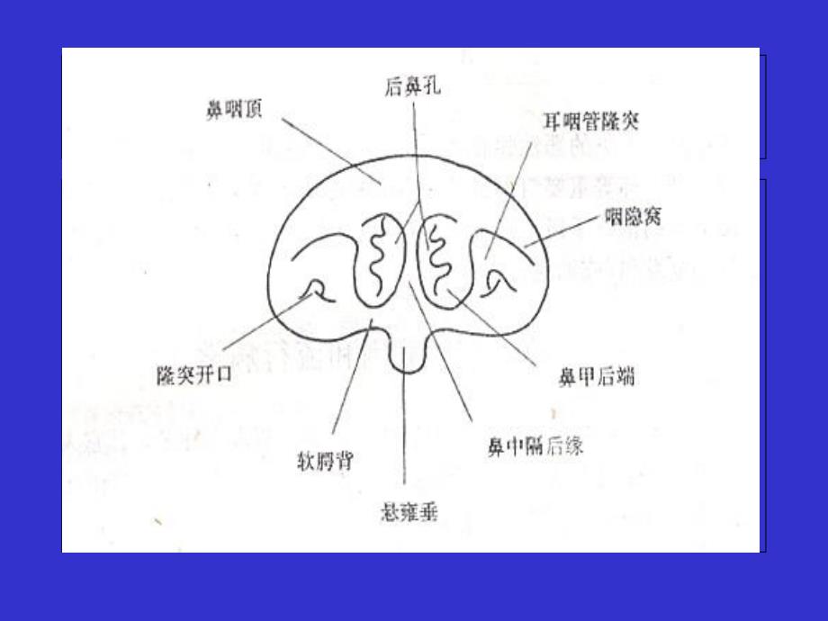 鼻咽癌诊疗常规_第4页