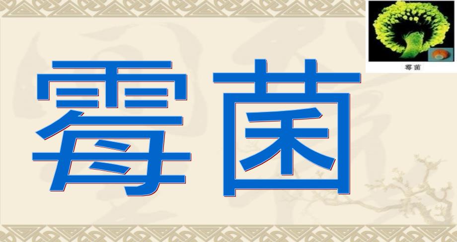 霉菌的形态结构_第1页