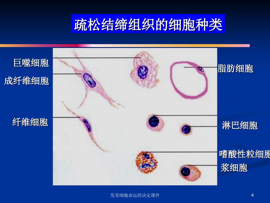 发育细胞命运的决定课件_第4页