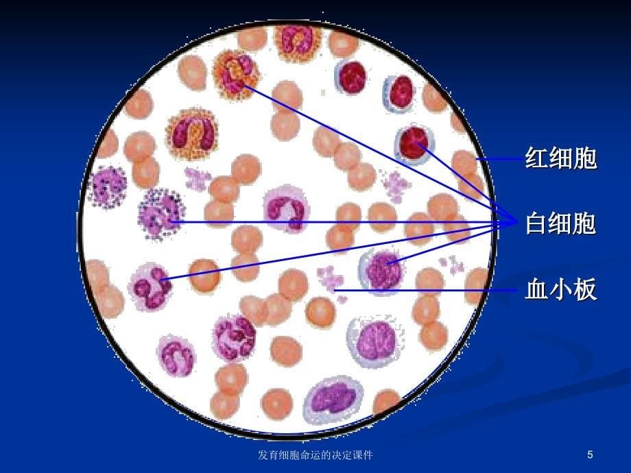 发育细胞命运的决定课件_第5页