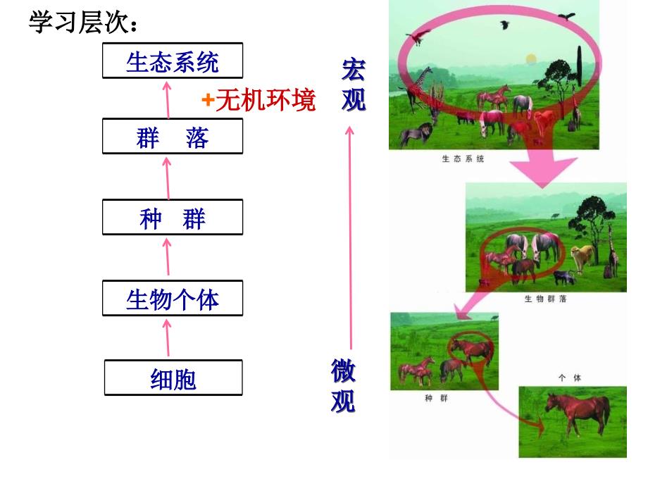 人教版教学教案云南省弥勒县庆来中学生物必修3生态系统的结构课件_第1页