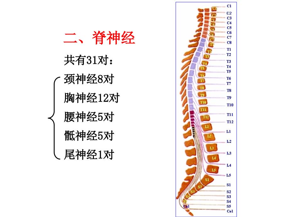 31对脊神经走形与支配_第1页