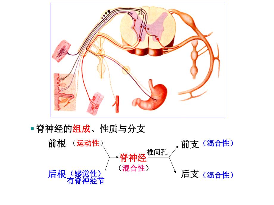 31对脊神经走形与支配_第2页