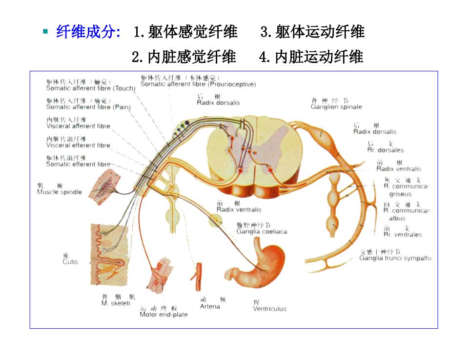 31对脊神经走形与支配_第3页