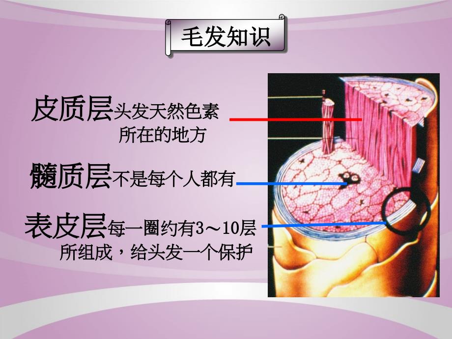 《标榜造型染发》PPT课件_第4页