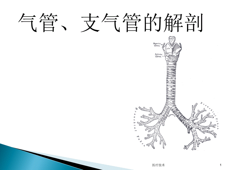 气管支气管解剖（严选内容）_第1页
