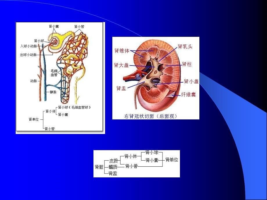 第二十二章--利尿药及脱水药课件_第5页