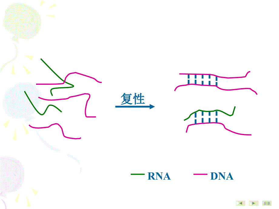 第9999二十一章 常用分子生物学技术的原理及应用_第4页