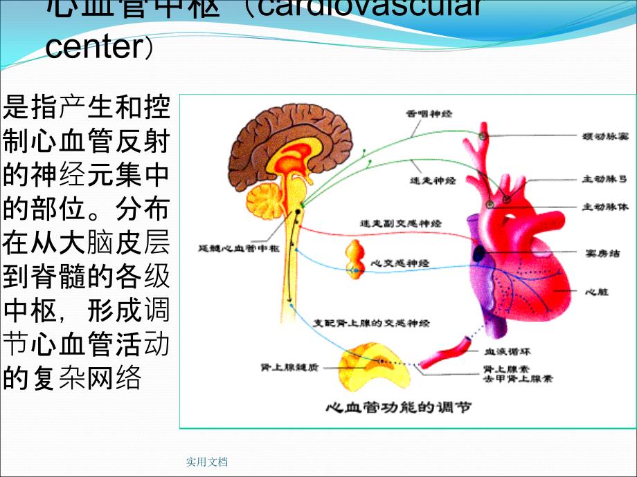 心血管中枢及反射课件_第2页