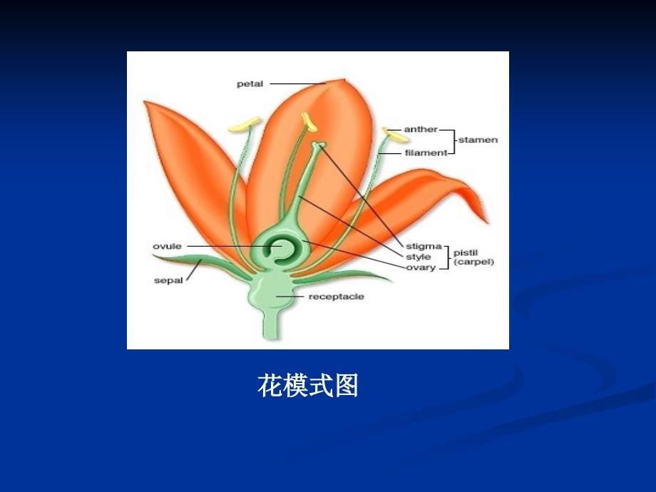 高考生物三学生易错常见问题ppt课件_第5页