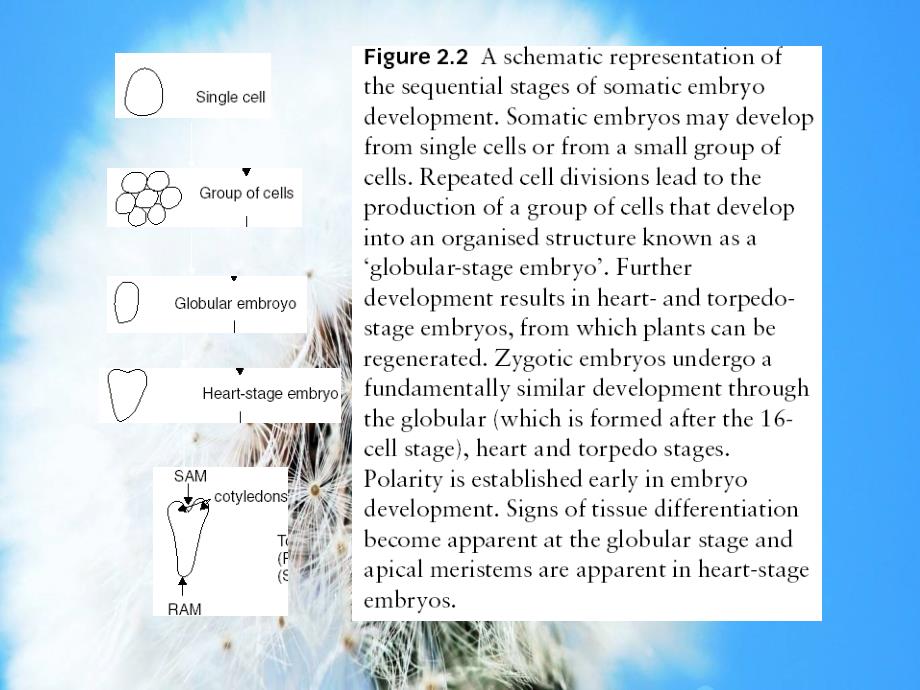 组织培养技术教学ppt课件_第4页