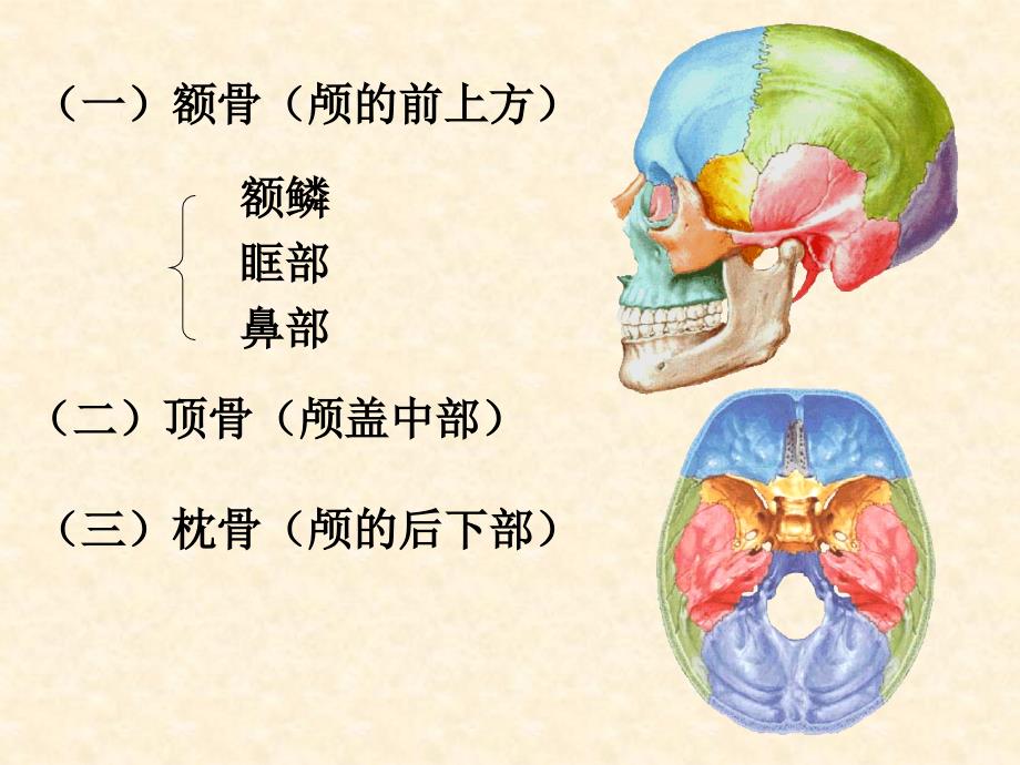 人体解剖学教学课件：颅骨_第3页