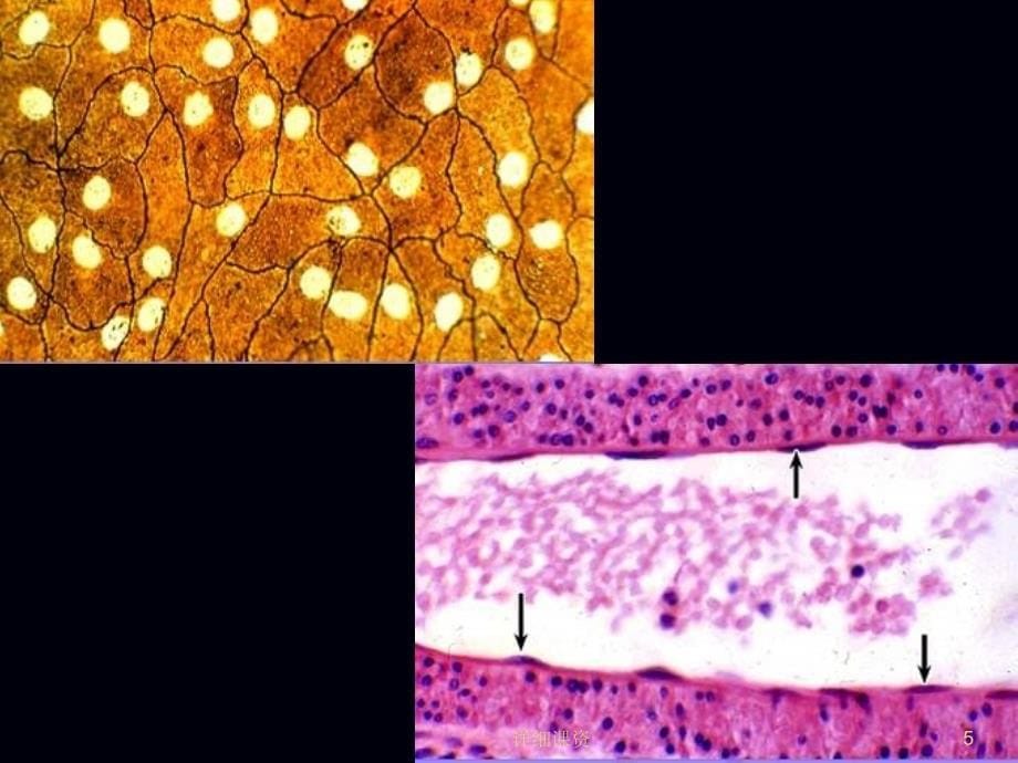 上皮组织切片图库【高教课堂】_第5页