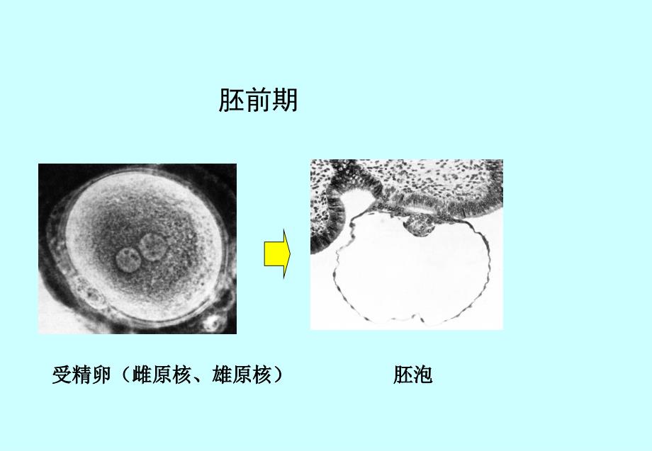 人体胚胎学总论课件.ppt_第3页