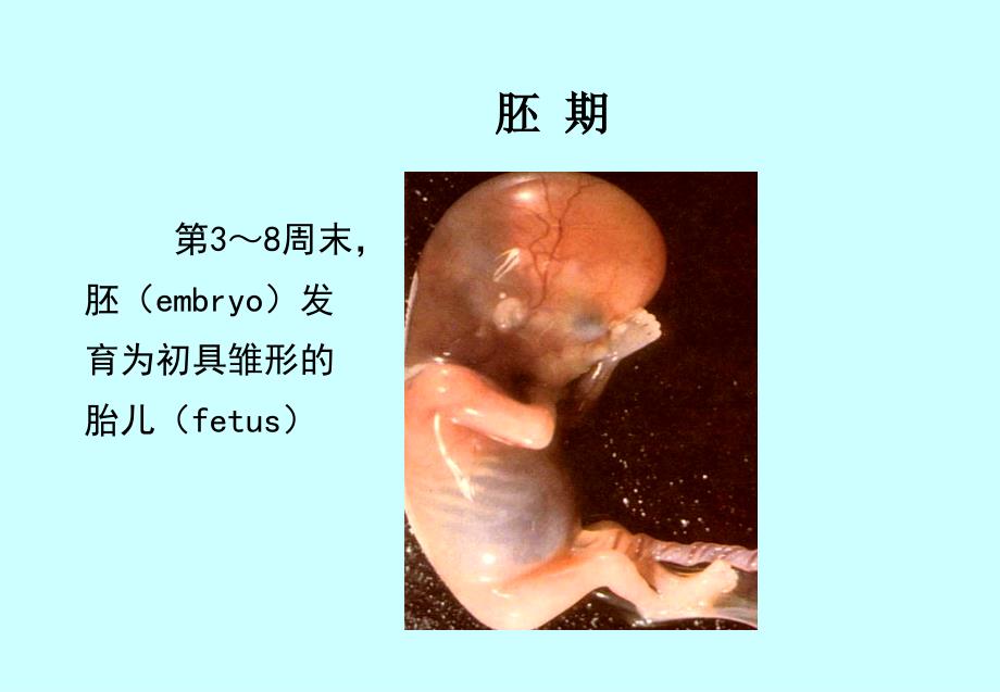 人体胚胎学总论课件.ppt_第4页