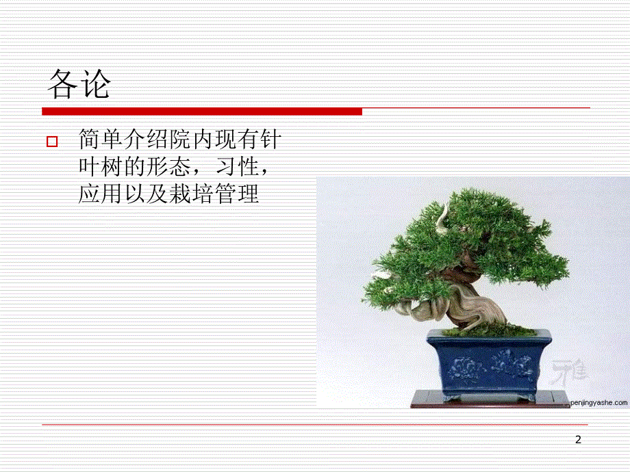 普见针叶树PPT_第2页