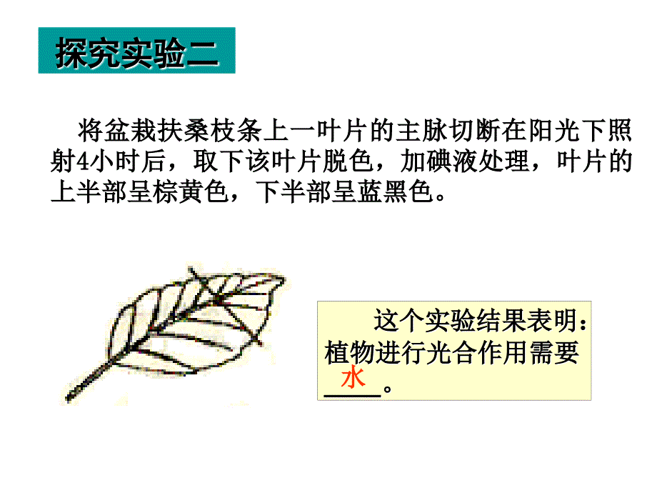 光合作用与呼吸作用 (2)_第4页