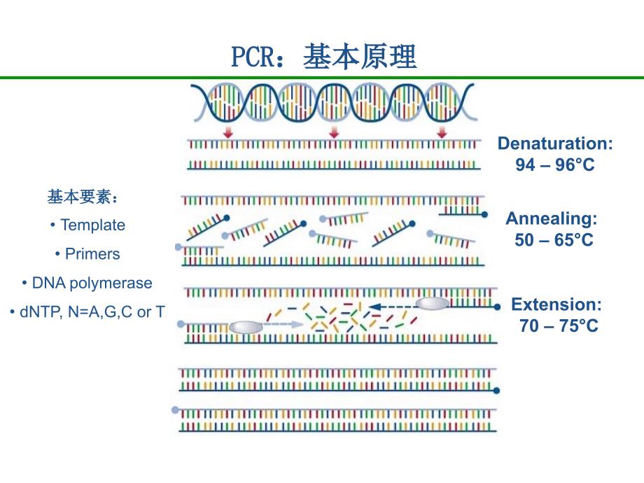 实时荧光定量PCR技术原理_第3页