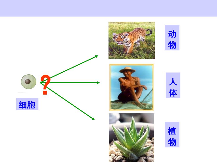 动物体的结构层次PPTPPT课件_第3页