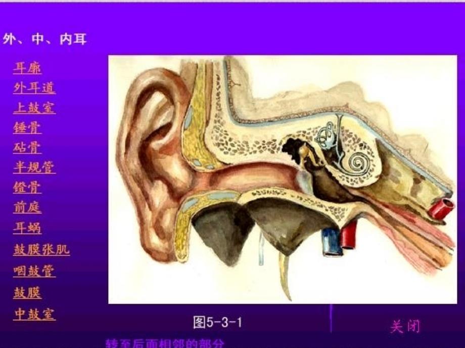 耳鼻咽喉解剖生理ppt课件_第3页