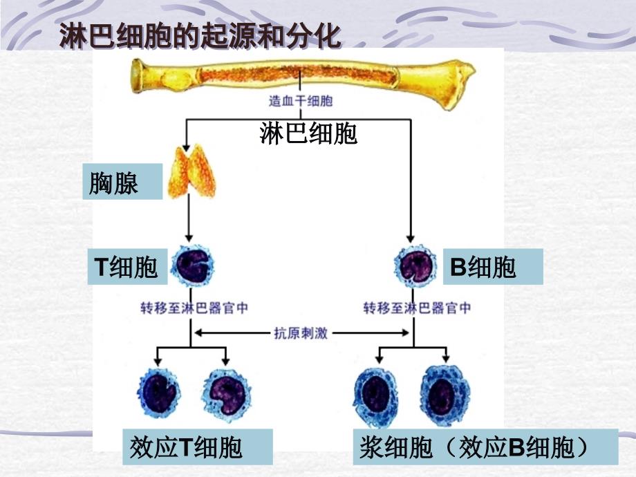 2.4免疫调节课件[精选文档]_第3页