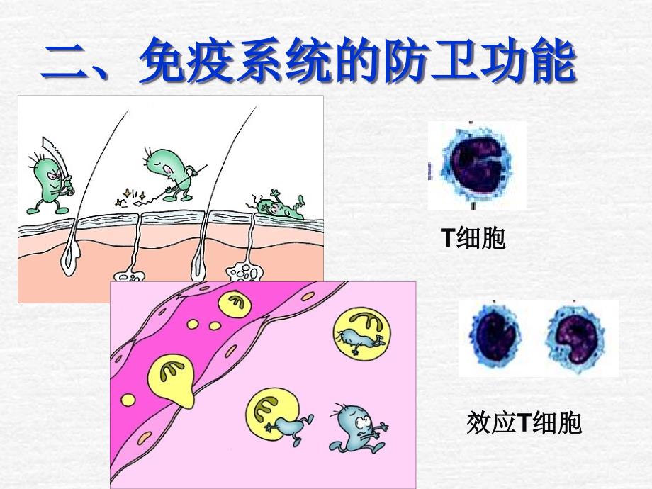 2.4免疫调节课件[精选文档]_第4页