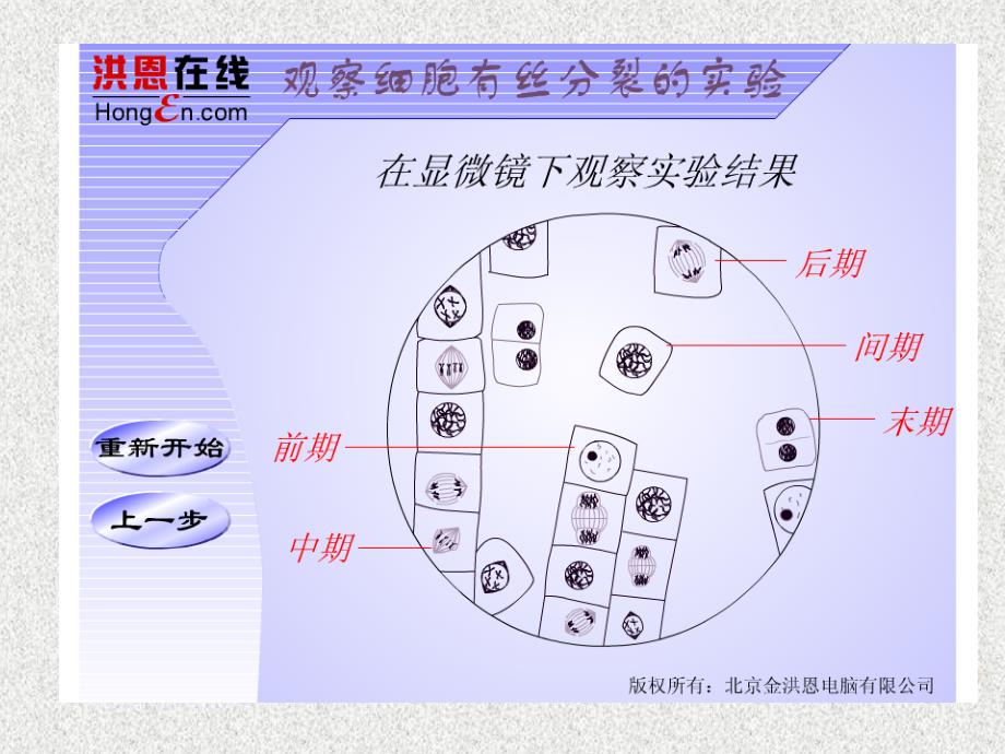 观察动植物细胞有丝分裂实验_第2页