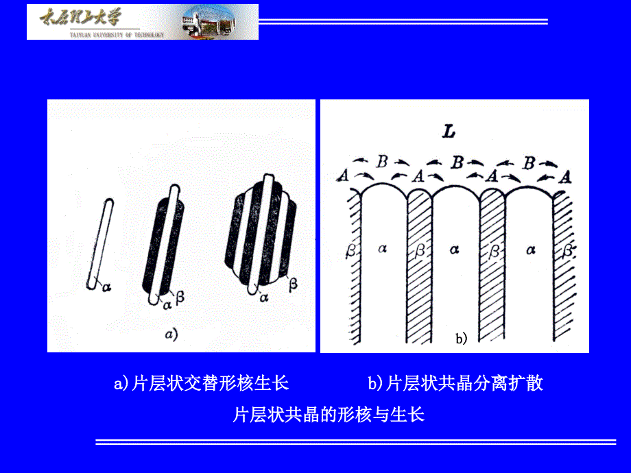 材料科学基础材料科学基础63共晶合金的结晶ppt课件_第4页