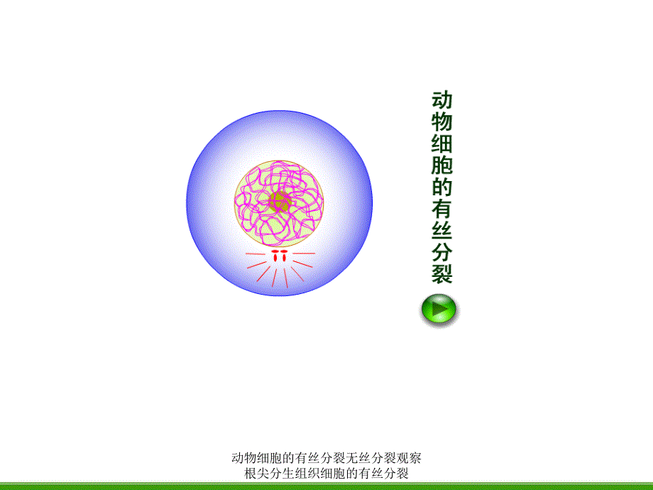 动物细胞的有丝分裂无丝分裂观察根尖分生组织细胞的有丝分裂课件_第2页