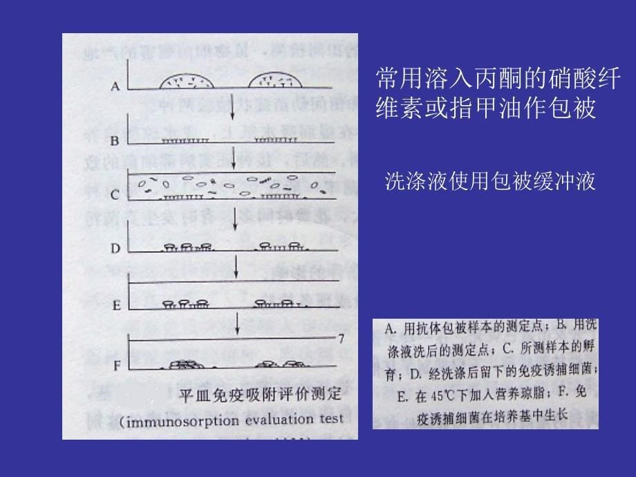 《检疫性细菌病害》PPT课件_第5页