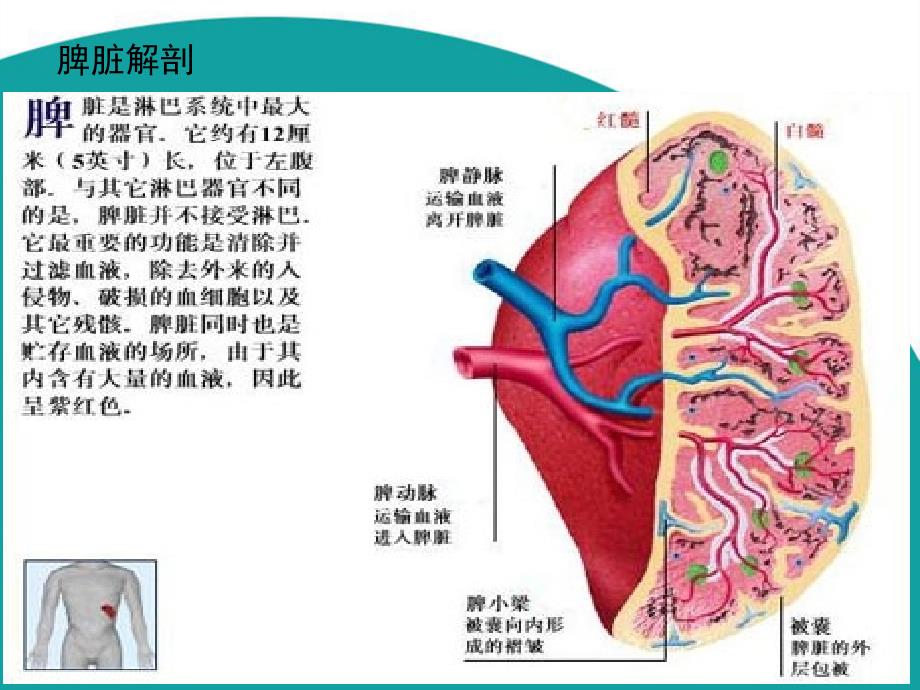 脾脏功能的再认识及脾栓塞注意事项_第2页