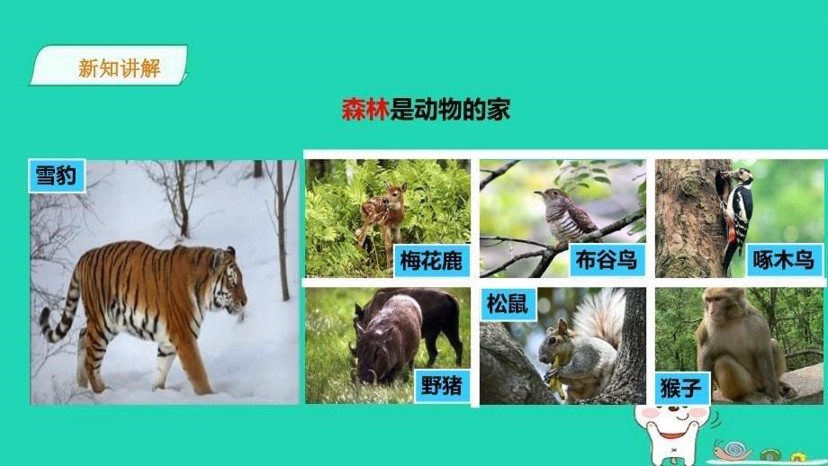 【最新】二年级科学上册 1.1 地球家园中有什么课件 教科版-教科版小学二年级上册自然科学课件_第5页