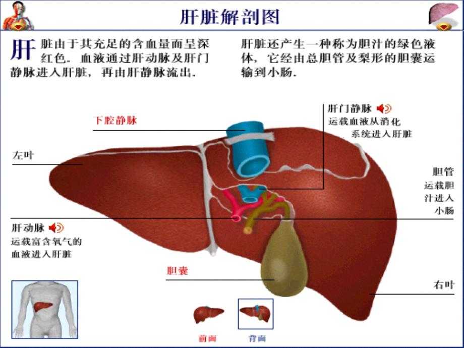 五脏之将军——肝_第4页