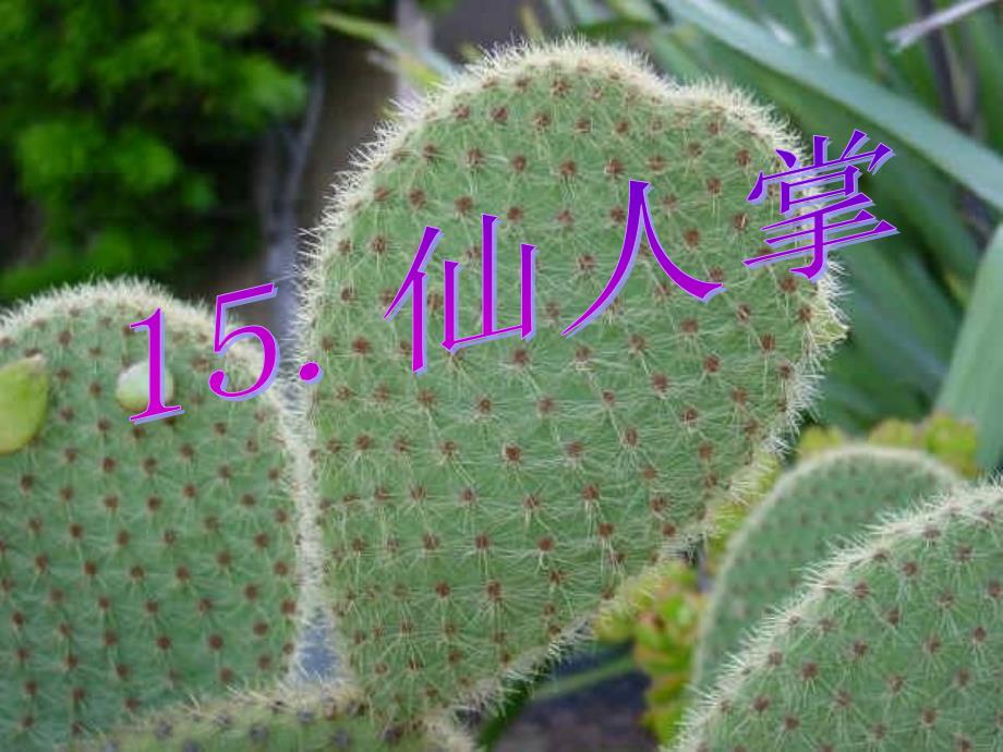 六年级语文上册 第15课 仙人掌课件3 西师大版_第1页