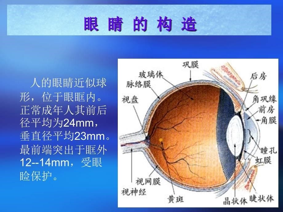 蓝莓叶黄素(杜新).ppt.ppt_第5页