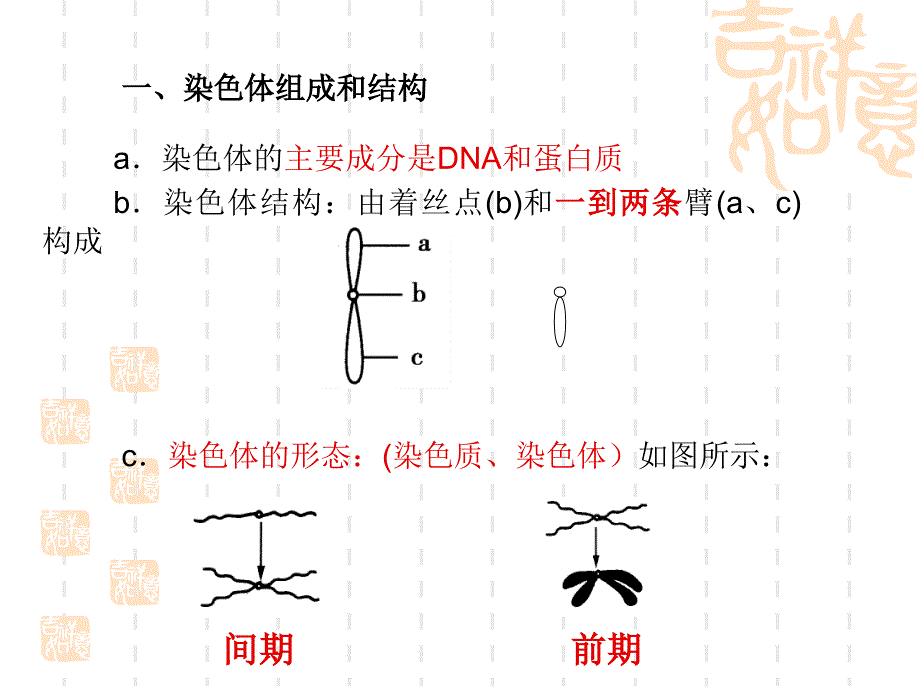 细胞分裂过程中染色体形态结构、数量、行为变化.ppt_第3页