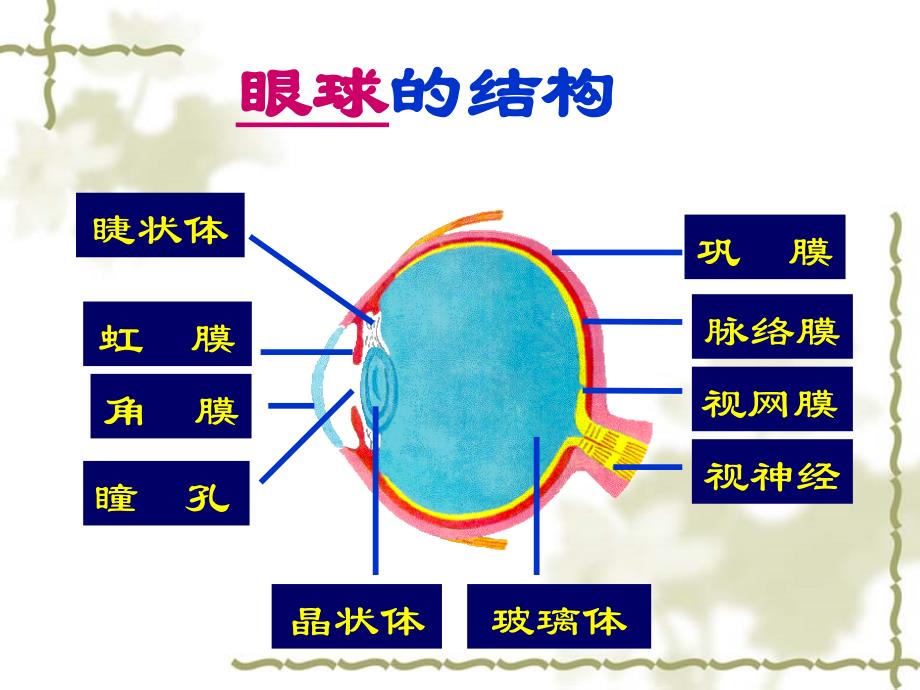 第六章第1节 人体对外界环境的感知课件.ppt_第3页