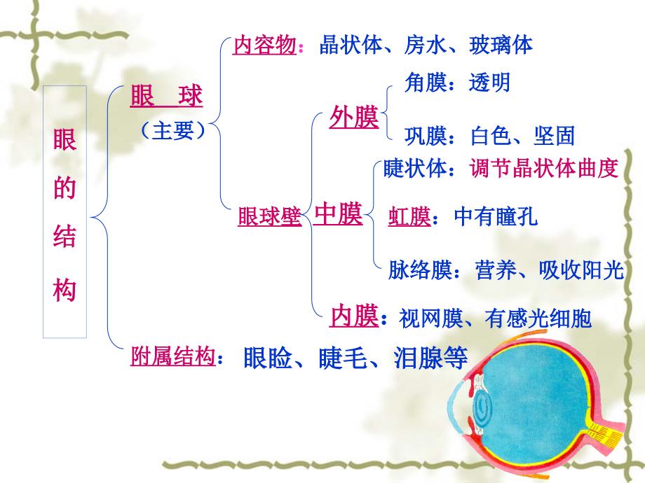 第六章第1节 人体对外界环境的感知课件.ppt_第4页