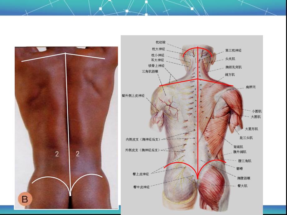 脊柱区局部解剖学ppt课件_第4页