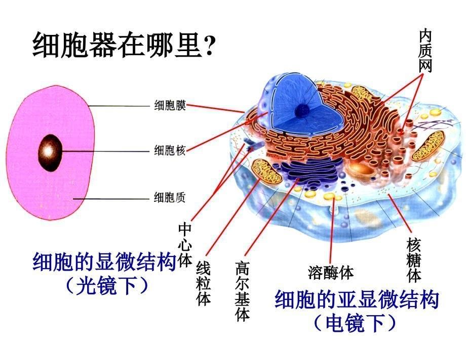 必修一第三章第二节3.2《细胞器-系统内的分工合作》课件_第5页