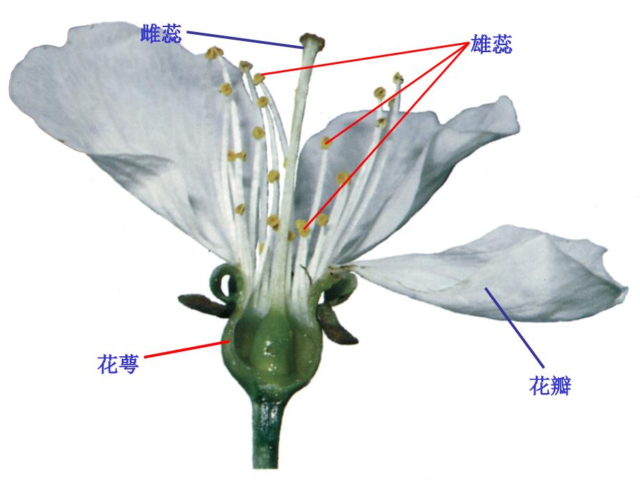 第17课时25常见的植物植物的分类2_第3页