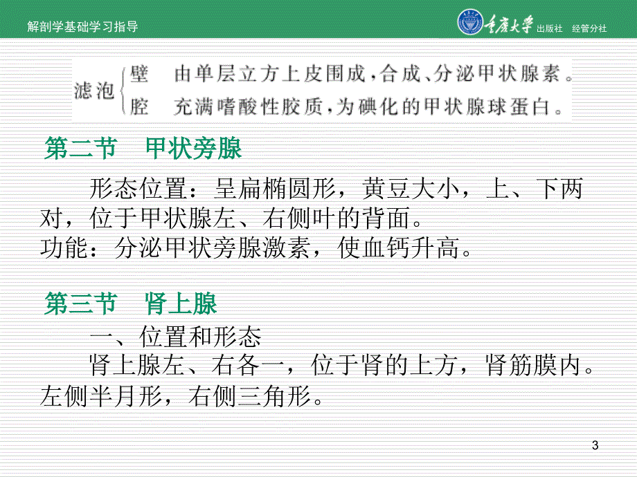 解剖学课件内分泌系统课件_第3页