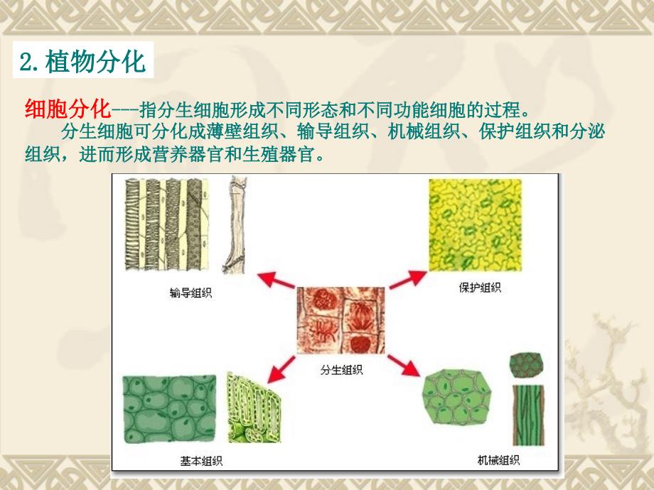 第六章-植物的生长生理ppt课件_第3页